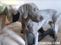 Big tits blonde sucking dog dick and deepthroating it